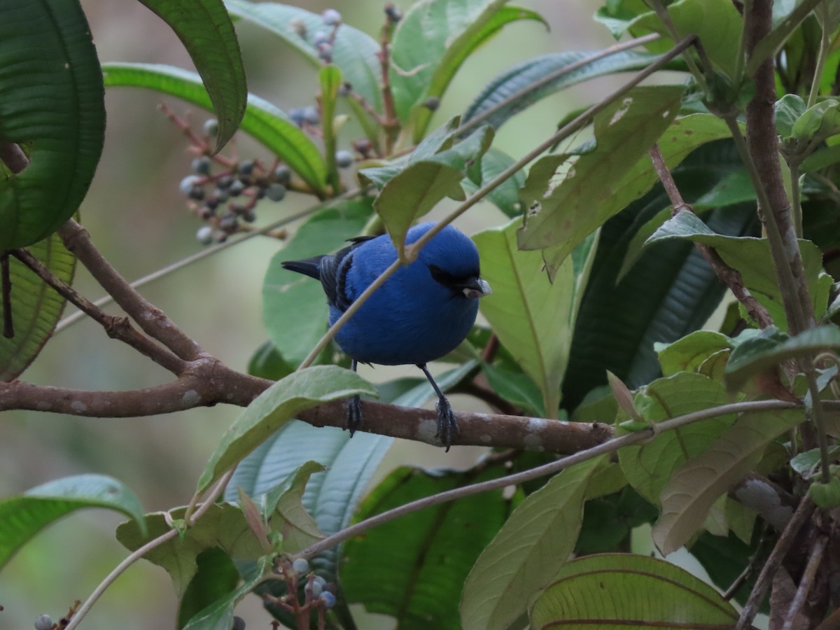 Blue-and-black Tanager - Cristian Cufiño