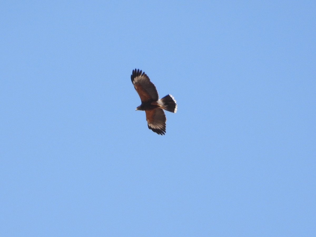 Harris's Hawk - Pam Griffin