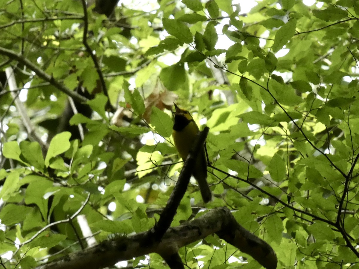 Hooded Warbler - ML618904090