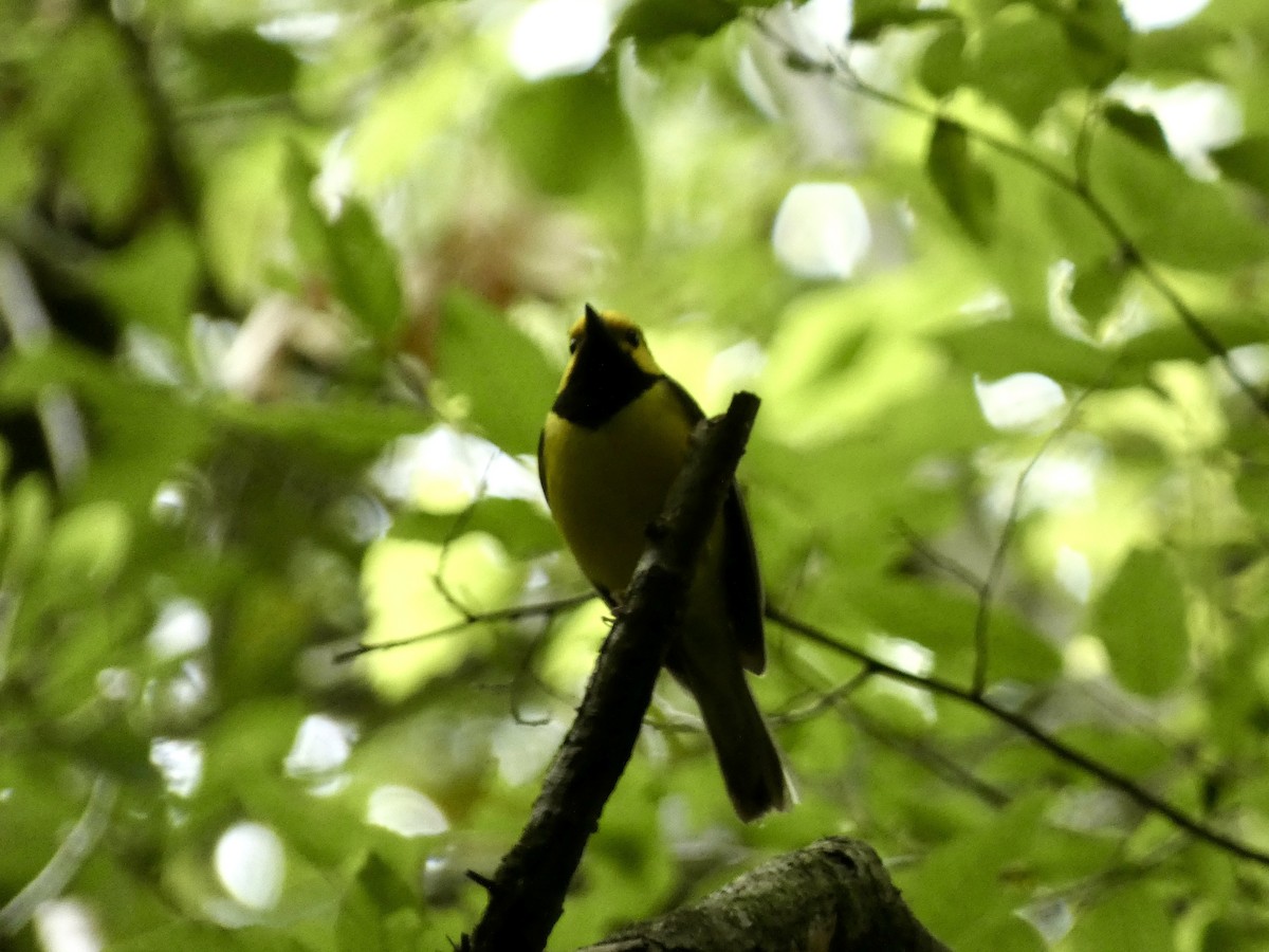 Hooded Warbler - ML618904093