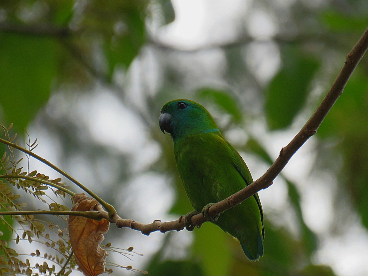 Guaiabero lunulé - ML618904132