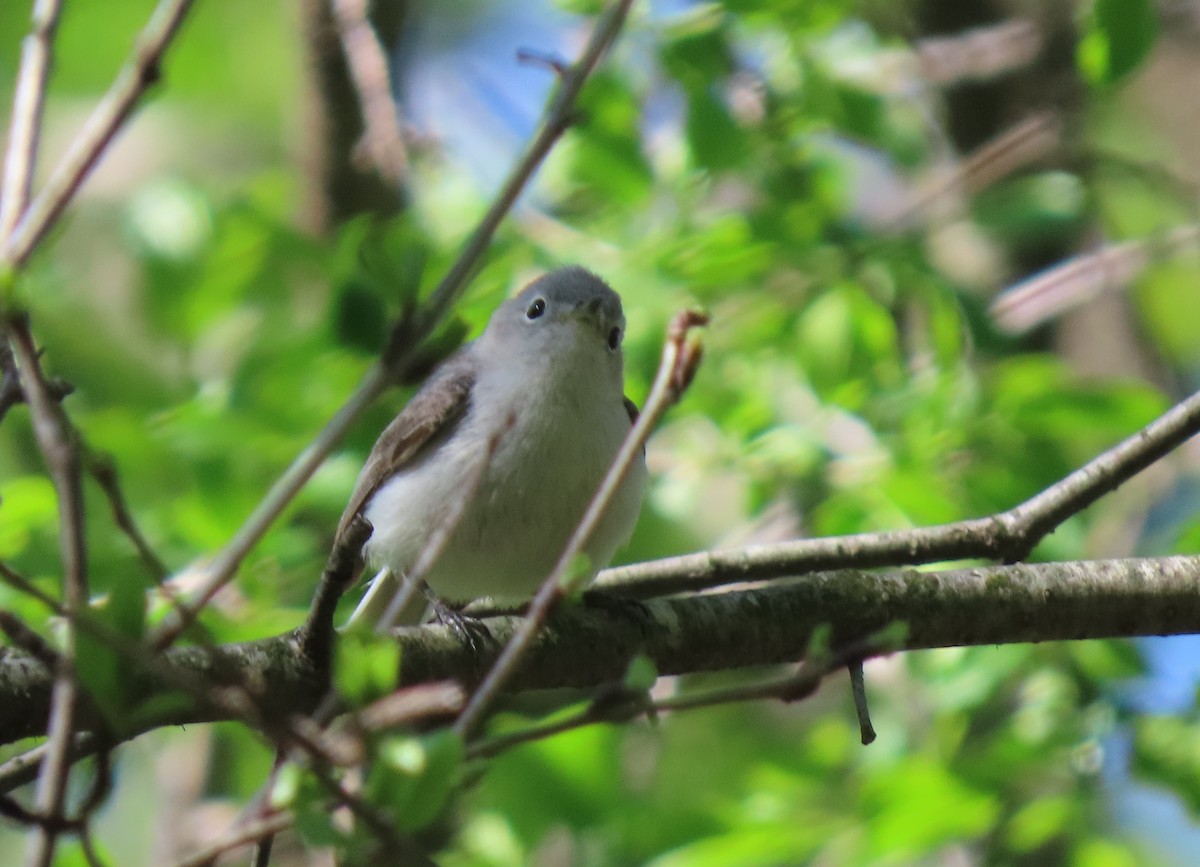 Blue-gray Gnatcatcher - Kathy Carroll