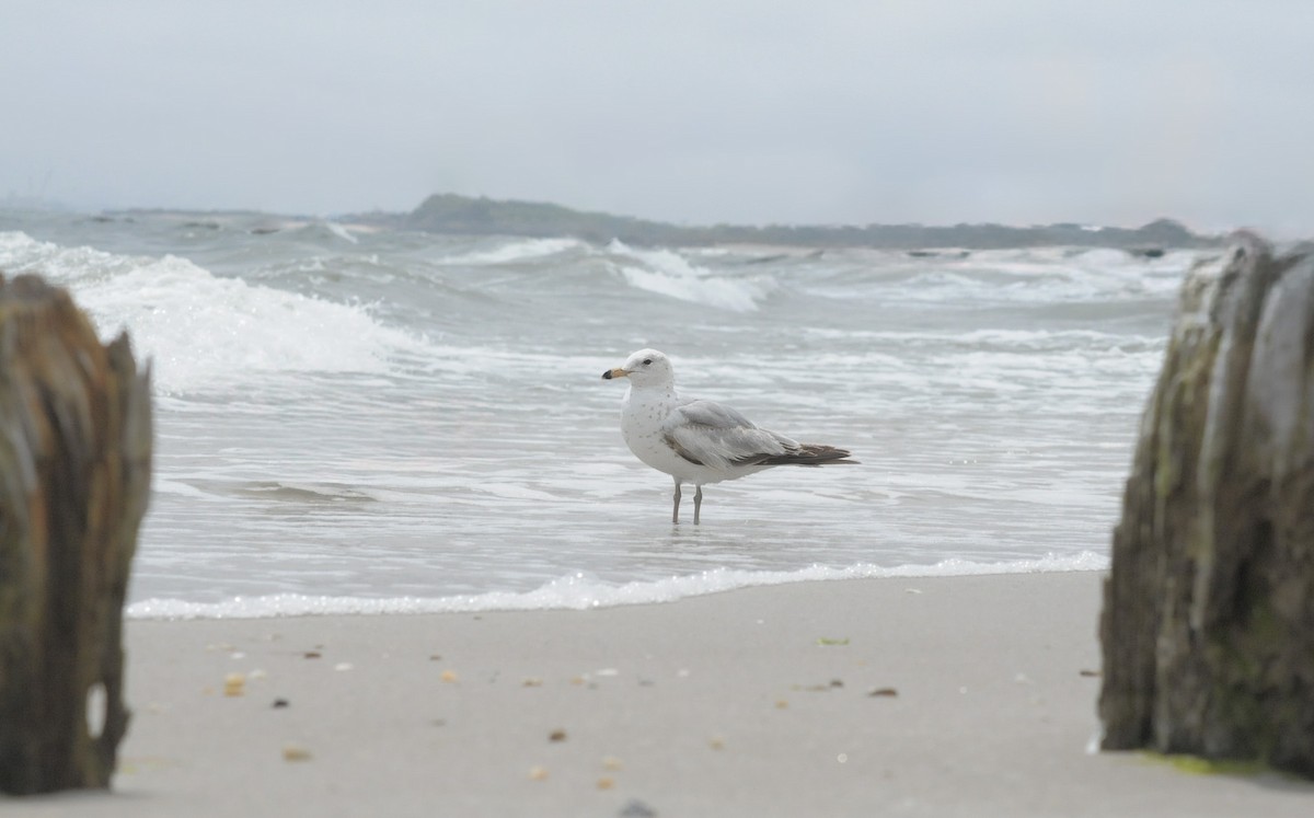 Gaviota de Delaware - ML618904143