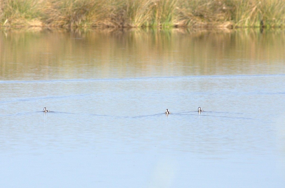 Common Shelduck - Umut Özten