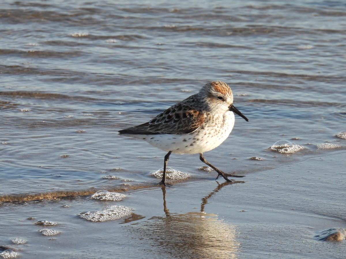 Western Sandpiper - Tina Toth