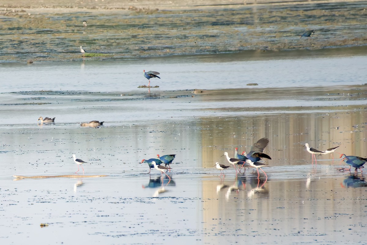 Indian Spot-billed Duck - Madhan Dhanushkodi