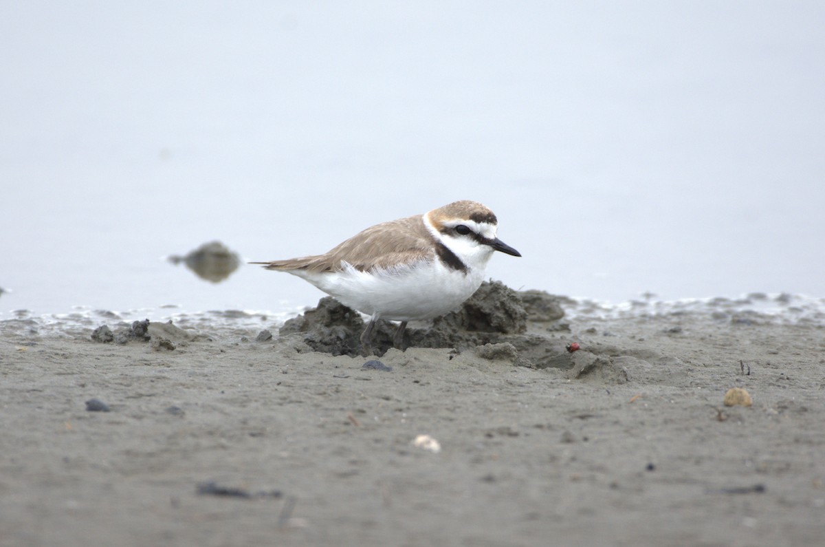 Kentish Plover - Umut Özten