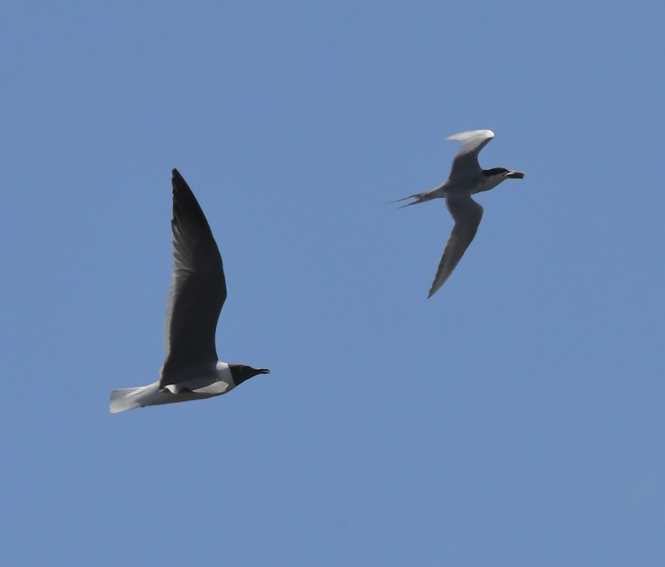 Forster's Tern - ML618904191