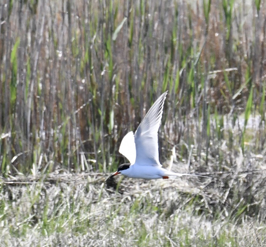 Forster's Tern - ML618904194