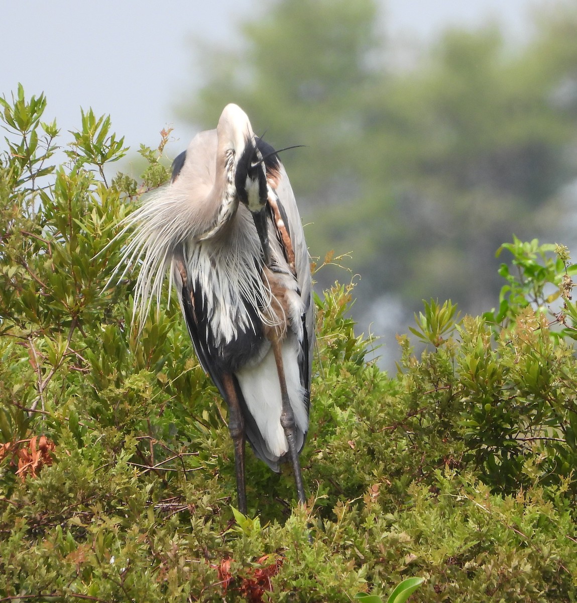 Great Blue Heron - Mark Penkower