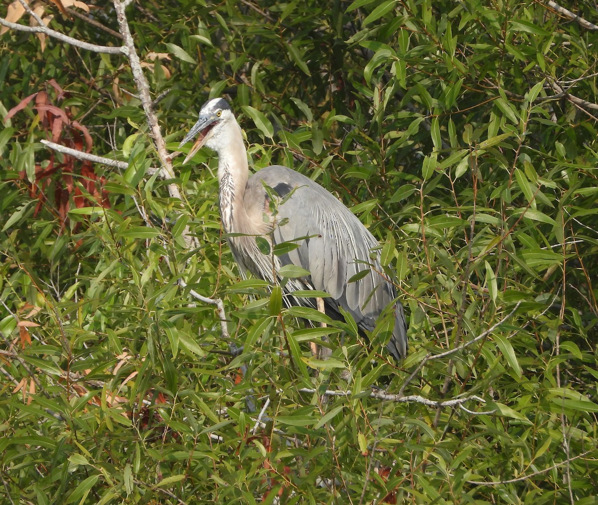 Great Blue Heron - Mark Penkower