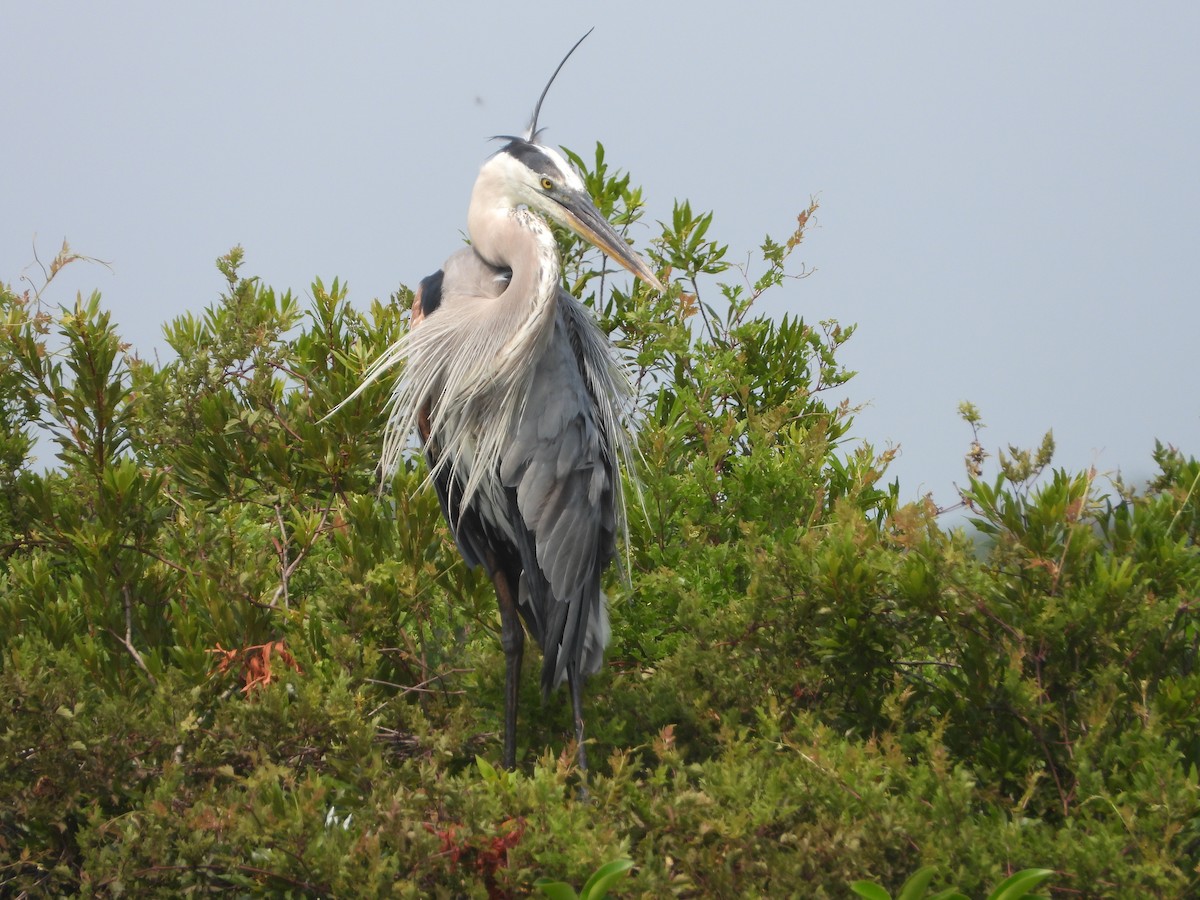 Great Blue Heron - Mark Penkower