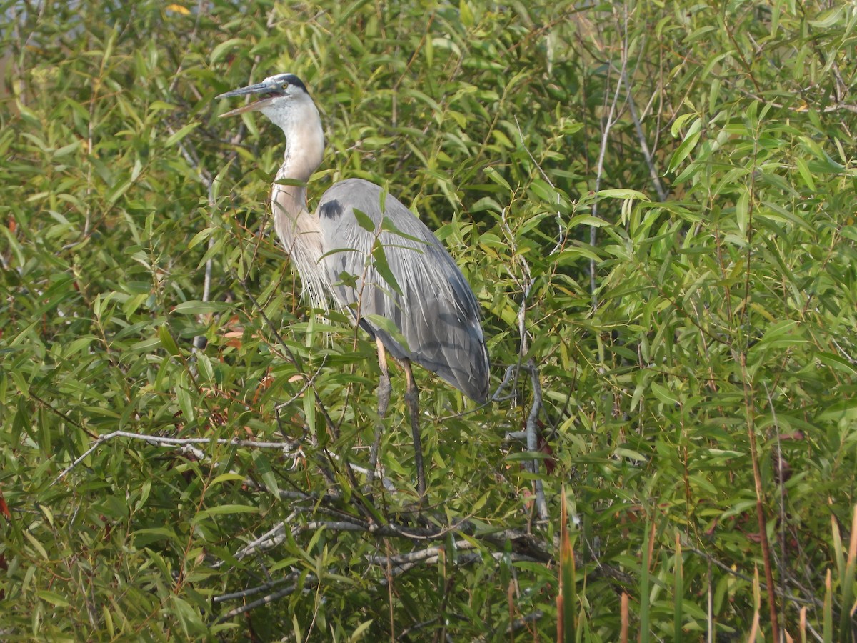 Great Blue Heron - Mark Penkower