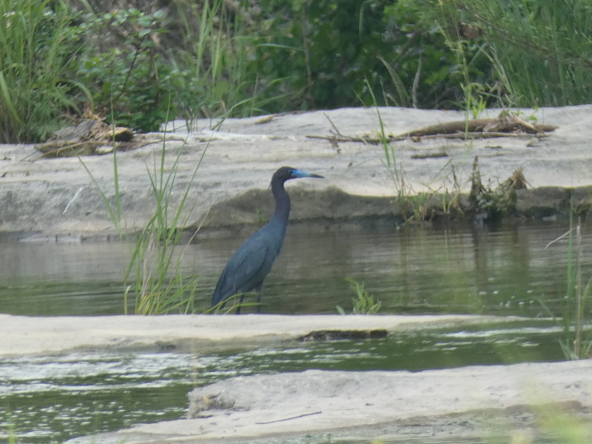 Little Blue Heron - Mostafa Omeis