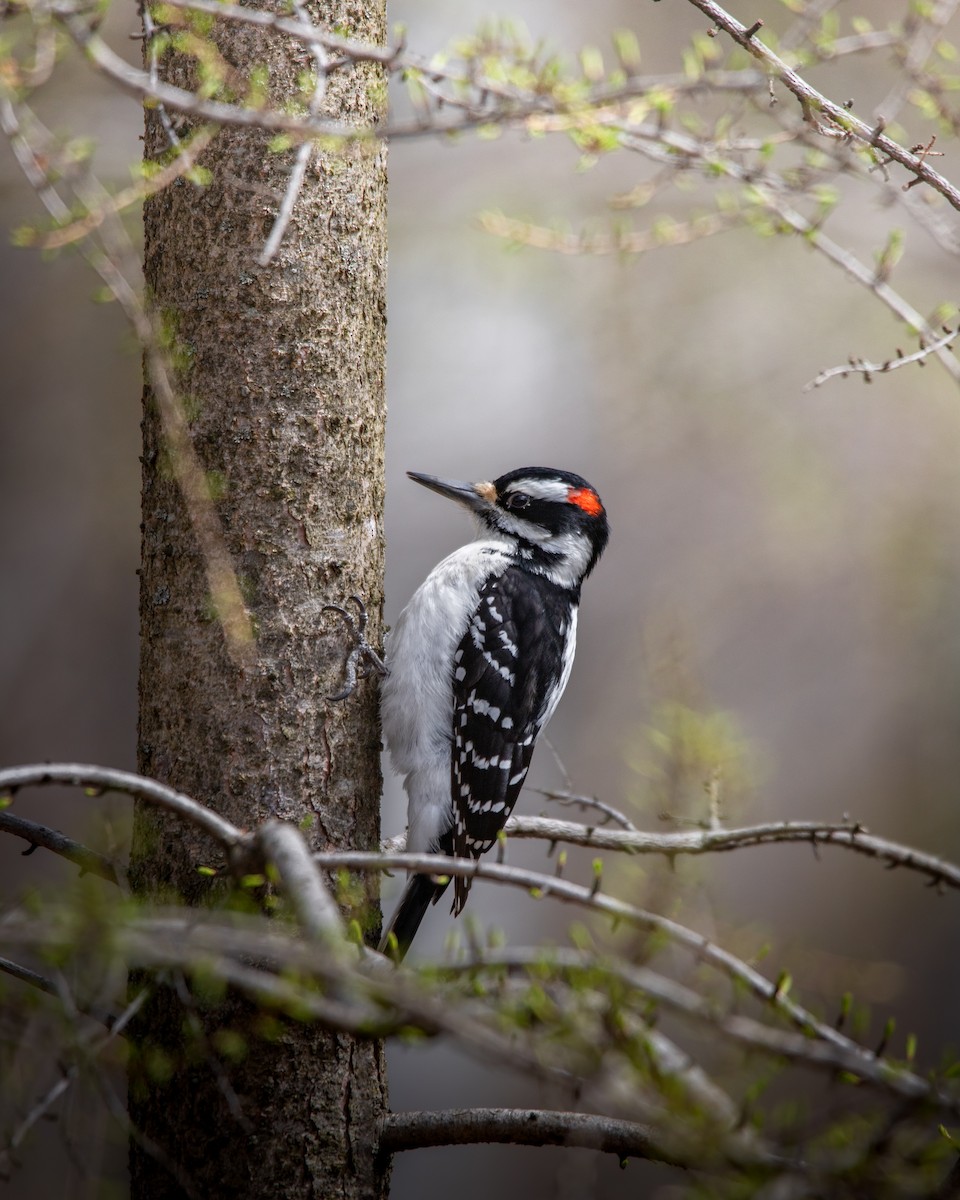 Hairy Woodpecker - Roxanne Guérette