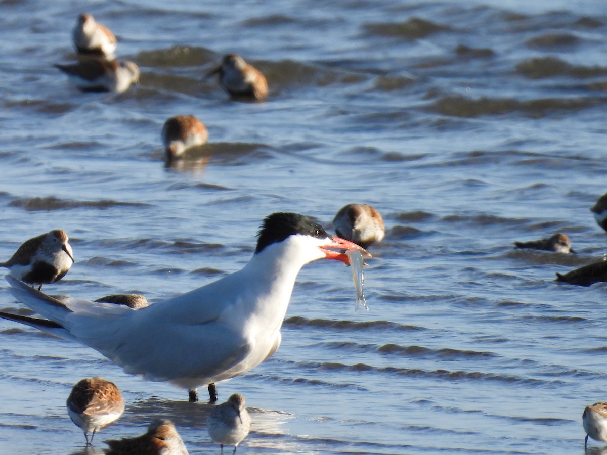 Caspian Tern - Tina Toth