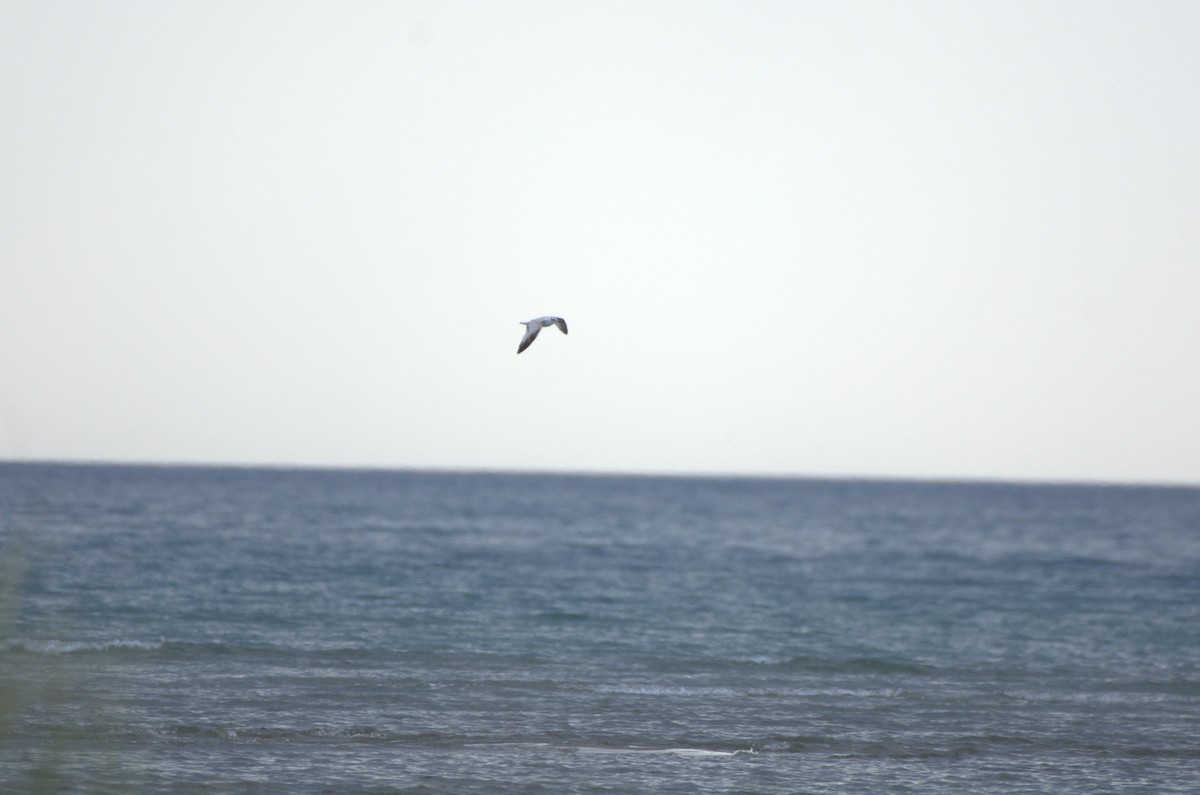 Mediterranean Gull - Umut Özten