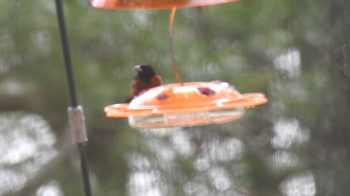 Orchard Oriole - Anca Vlasopolos