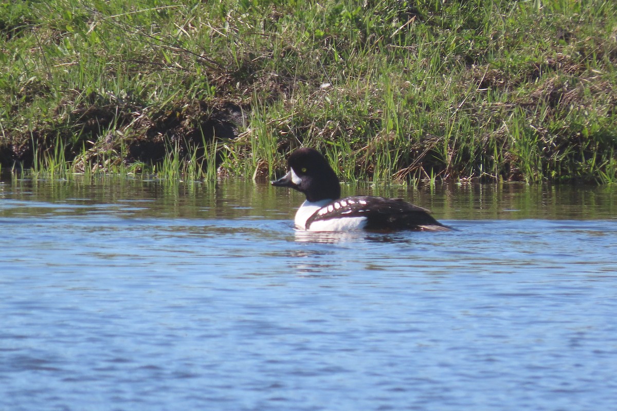 Barrow's Goldeneye - Shane Dollman