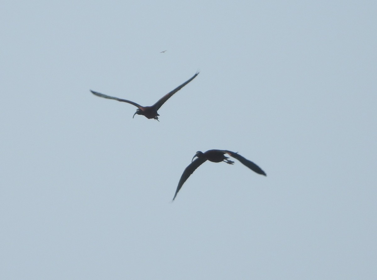 Glossy Ibis - ML618904327