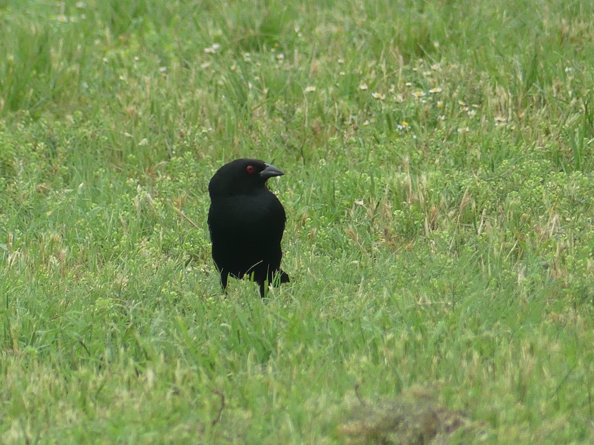 Bronzed Cowbird - Rebecca Merrill