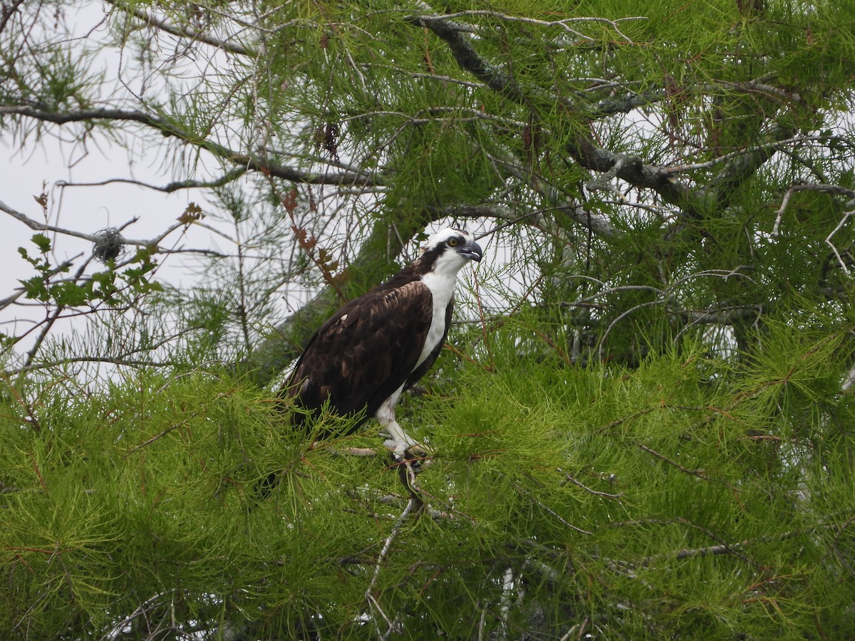 Osprey - ML618904376