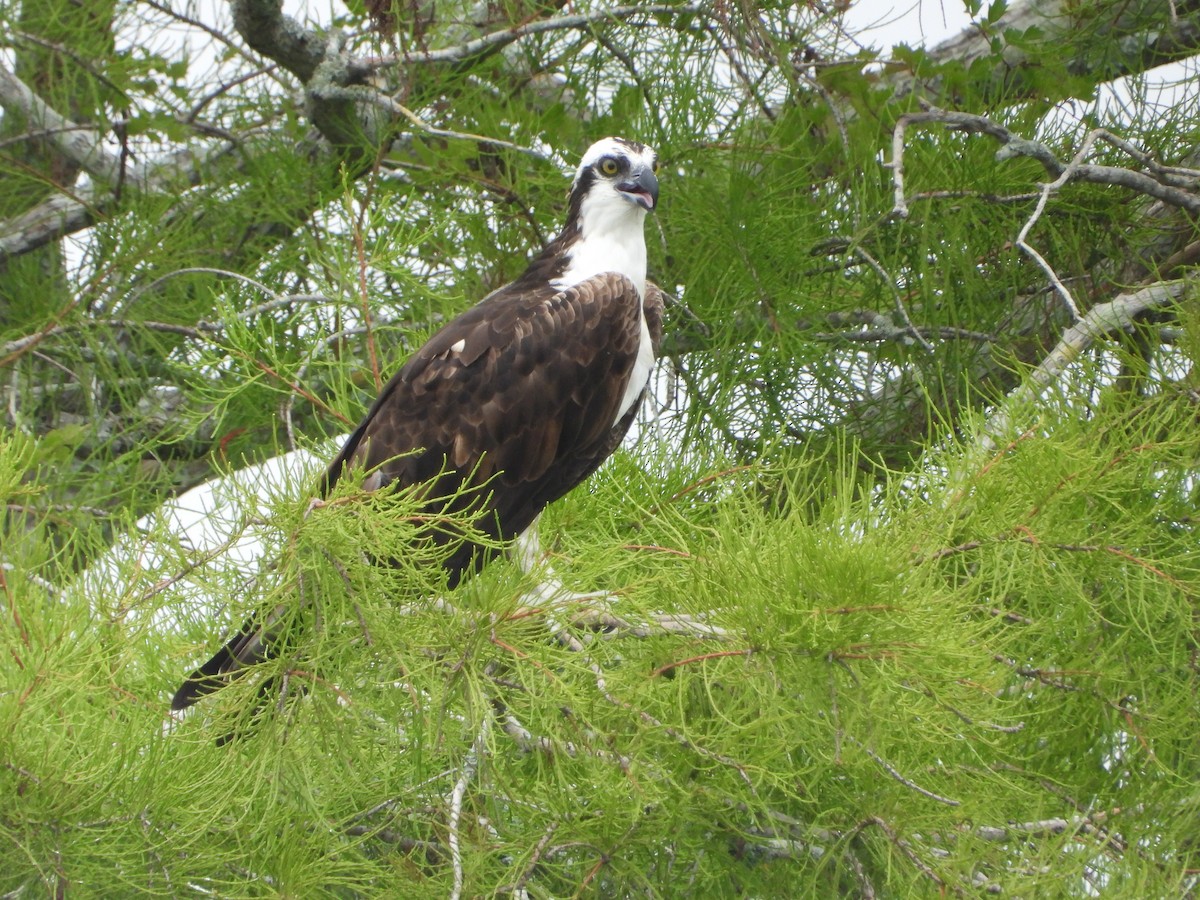 Osprey - ML618904378