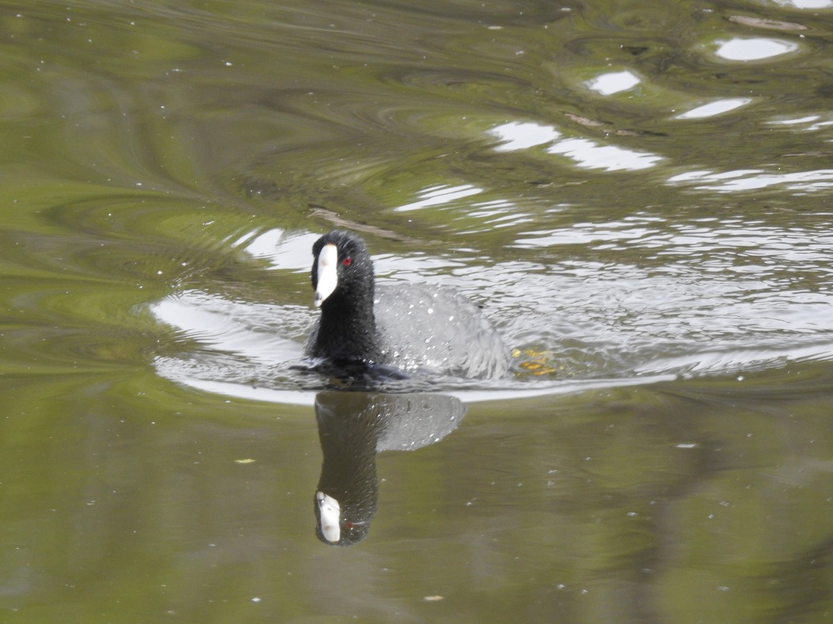 American Coot - Victoria Vosburg