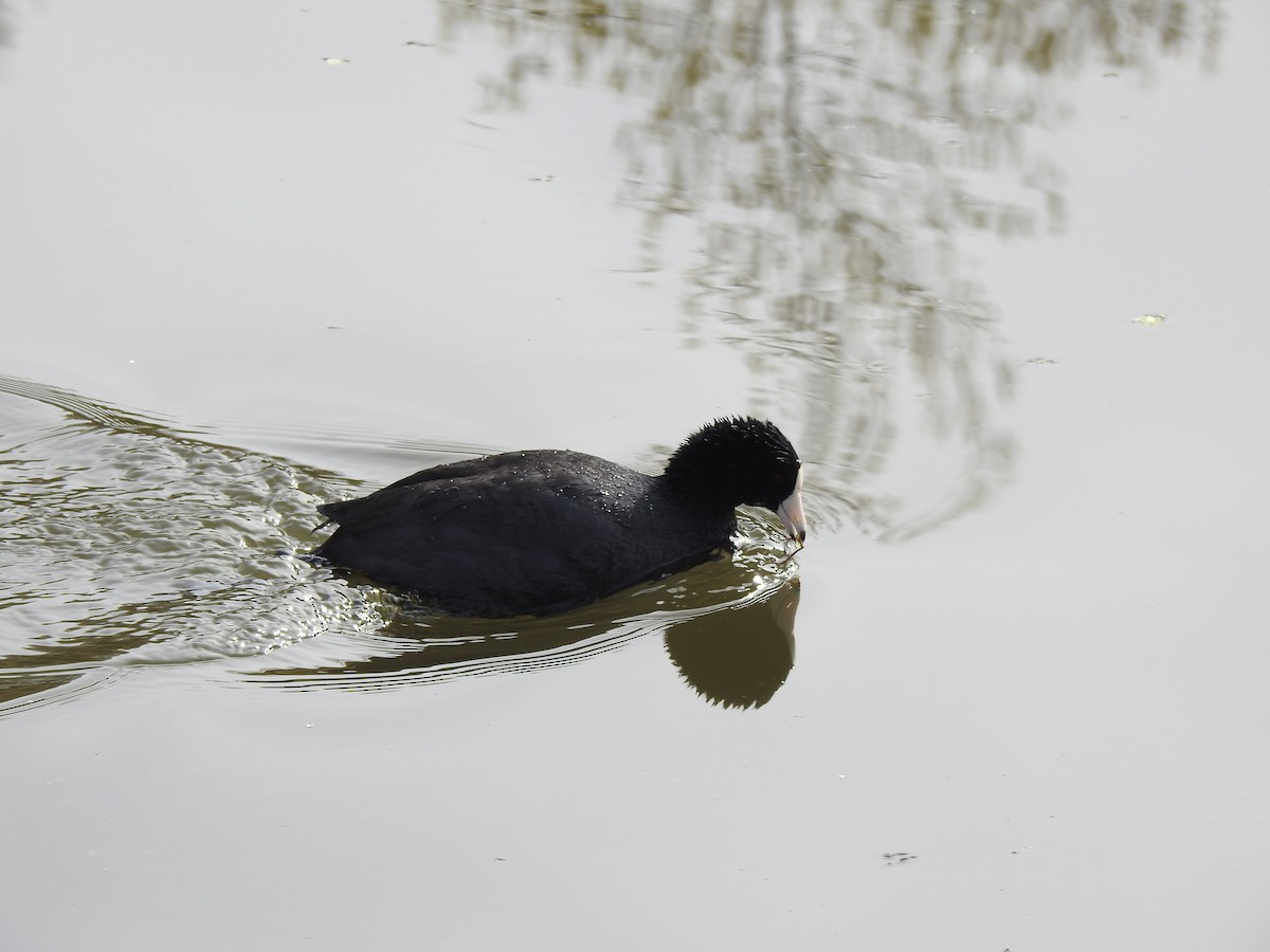 American Coot - ML618904392