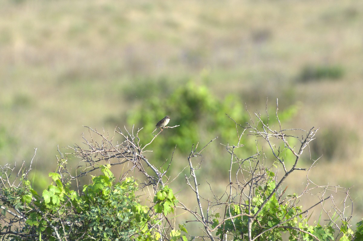 Greater Whitethroat - Umut Özten