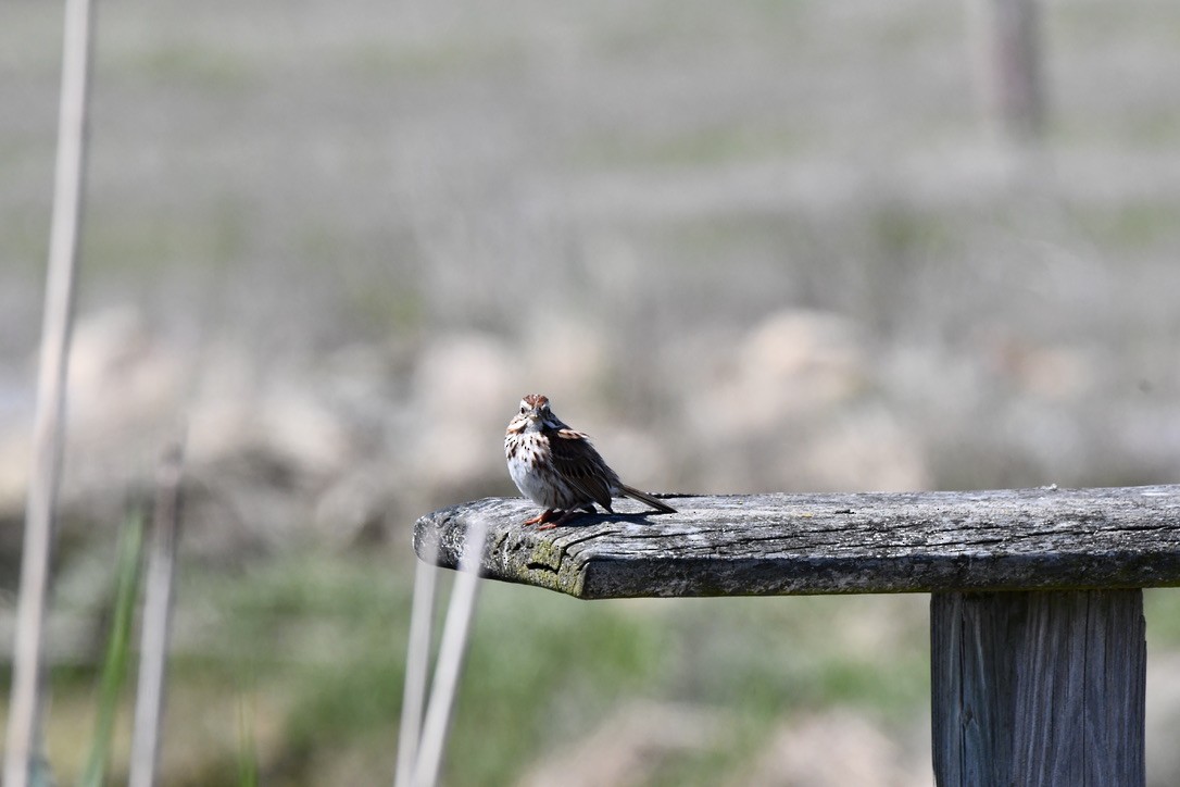 Song Sparrow - ML618904398