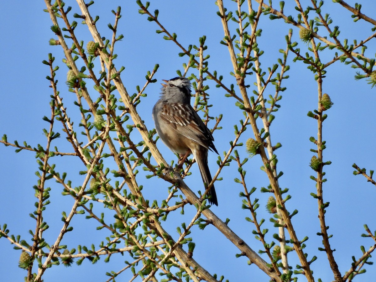 White-crowned Sparrow - George Halmazna