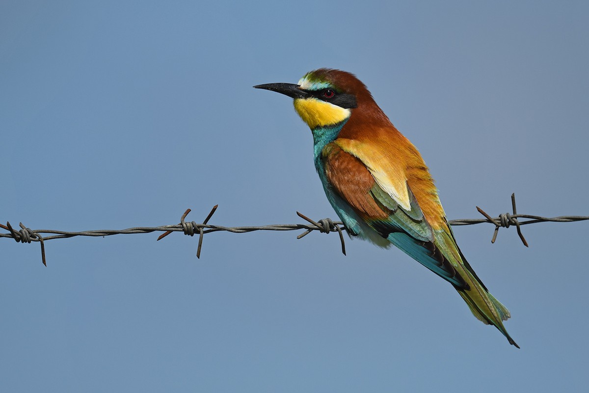 European Bee-eater - Murat Kocas