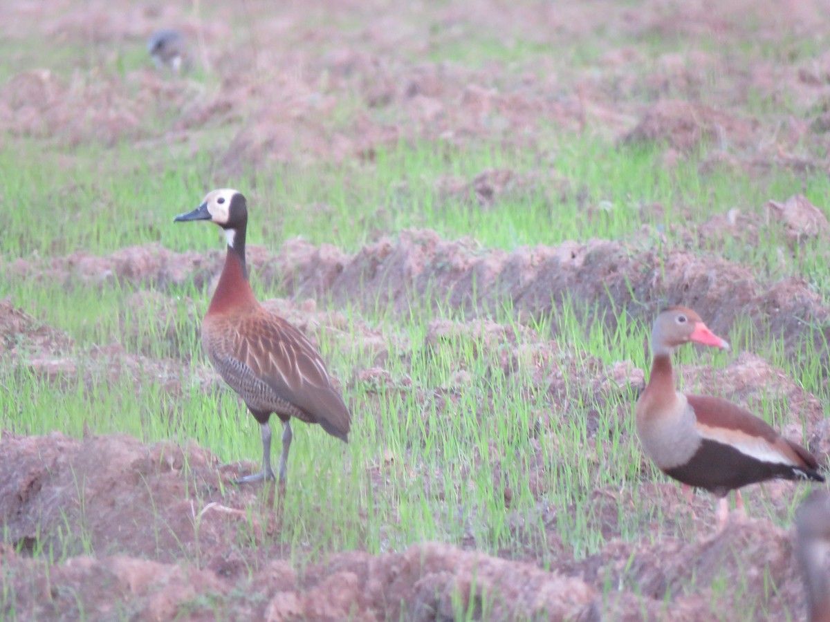 White-faced Whistling-Duck - René Leal