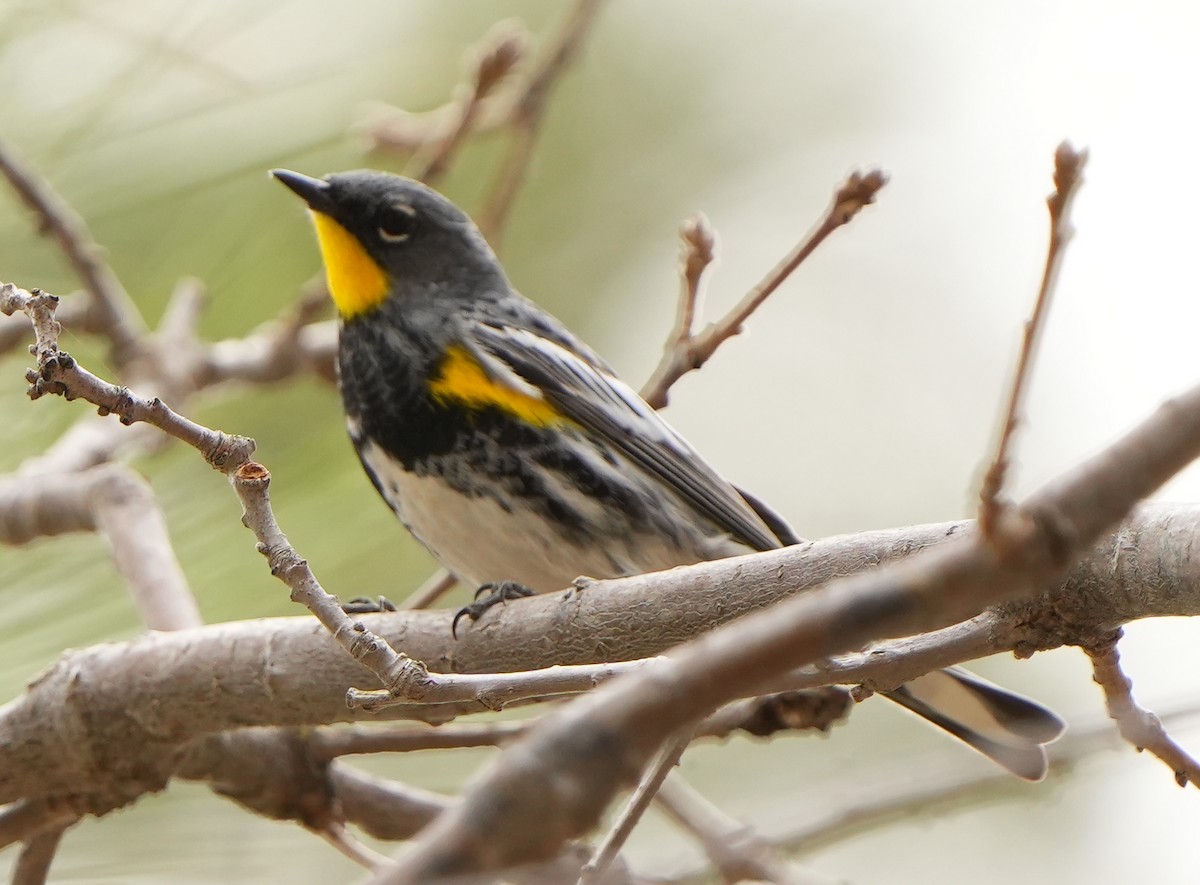 Yellow-rumped Warbler - Dave Bowman