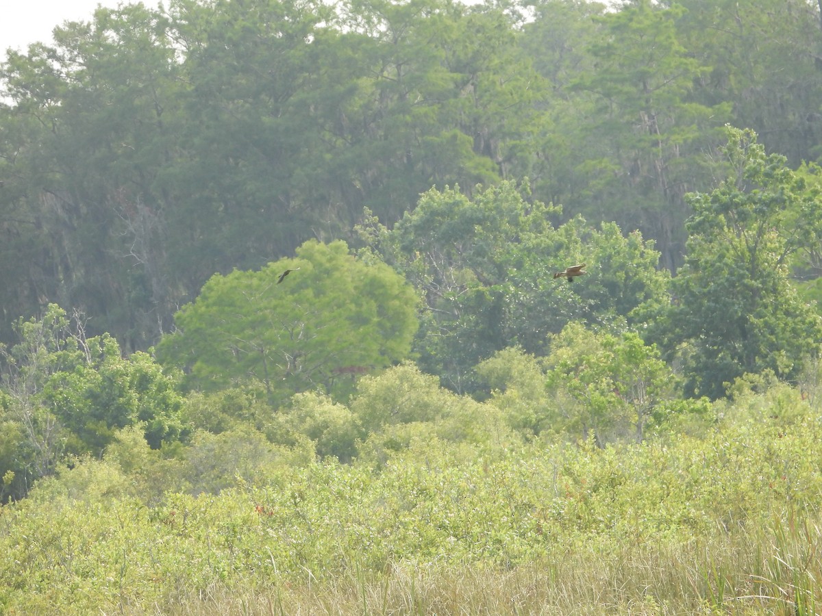 Red-shouldered Hawk - Mark Penkower