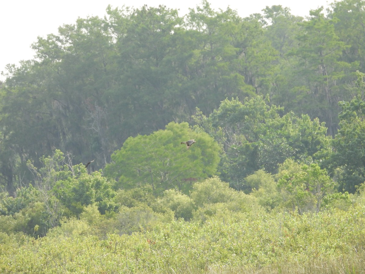 Red-shouldered Hawk - Mark Penkower