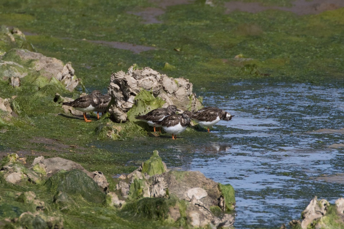 Ruddy Turnstone - Detcheverry Joël