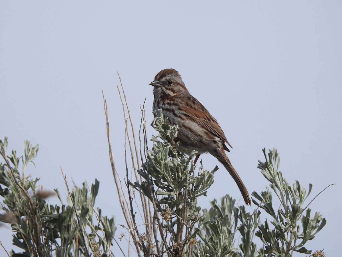 Song Sparrow - Victoria Vosburg