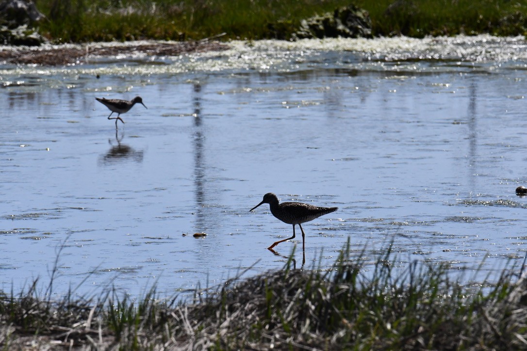 Greater Yellowlegs - Terri Needham