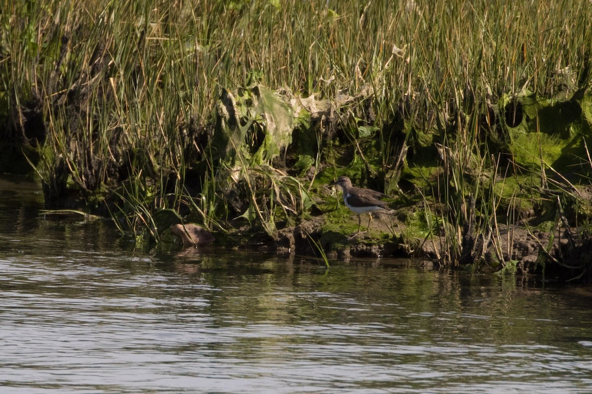 Common Sandpiper - Detcheverry Joël