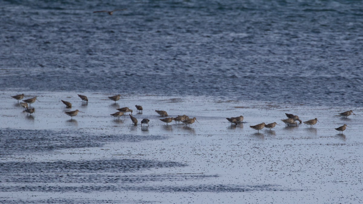 Bar-tailed Godwit - ML618904484