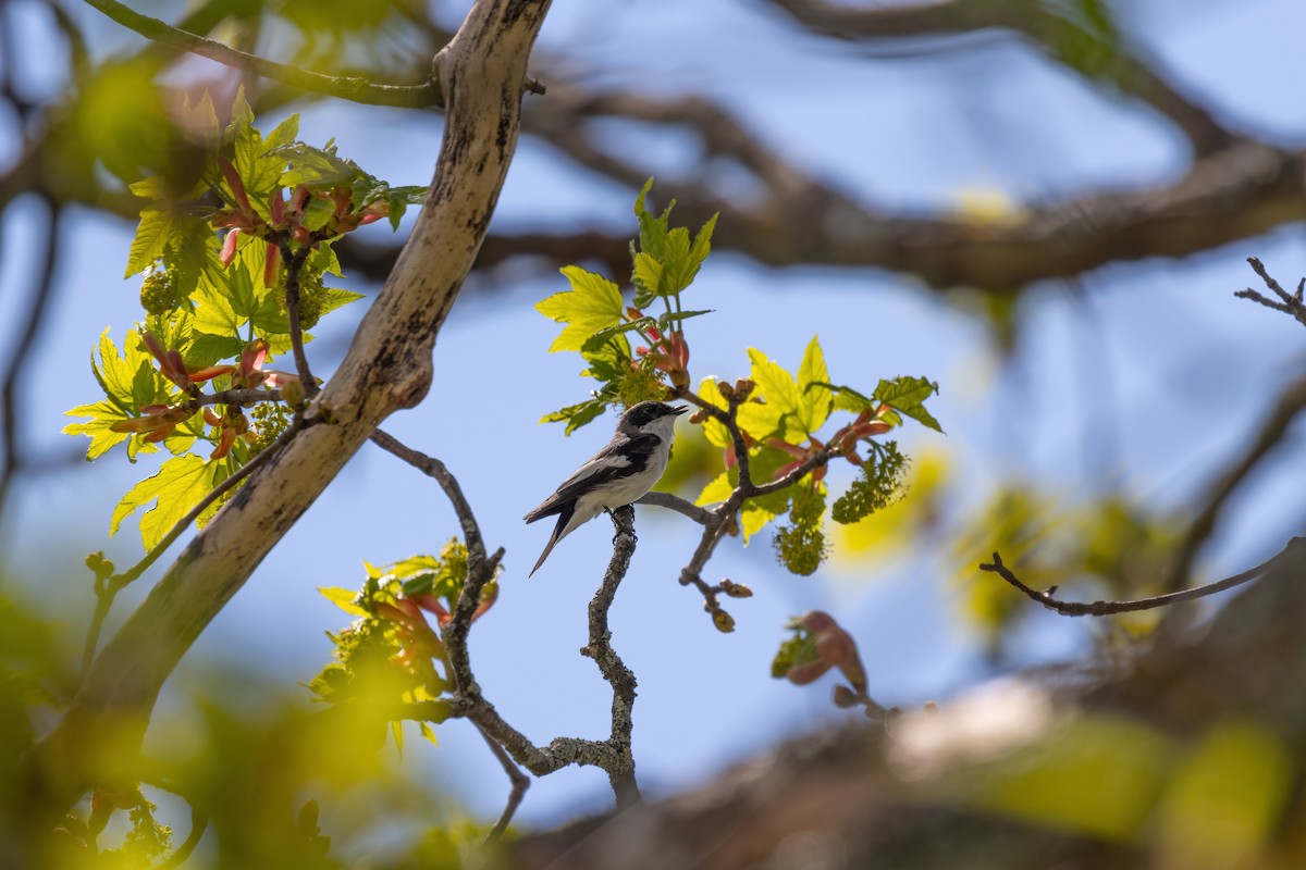 European Pied Flycatcher - Vincent Dor