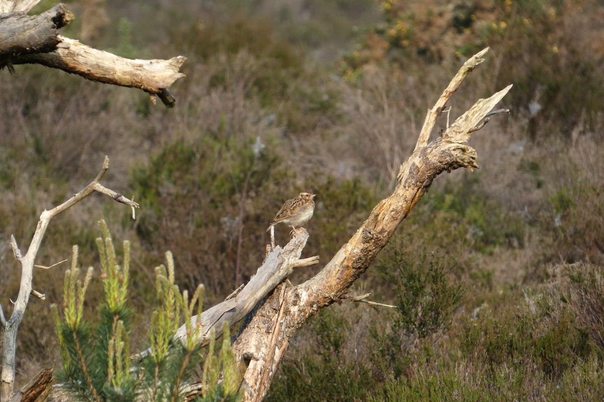 Wood Lark - Joseph Sigrist