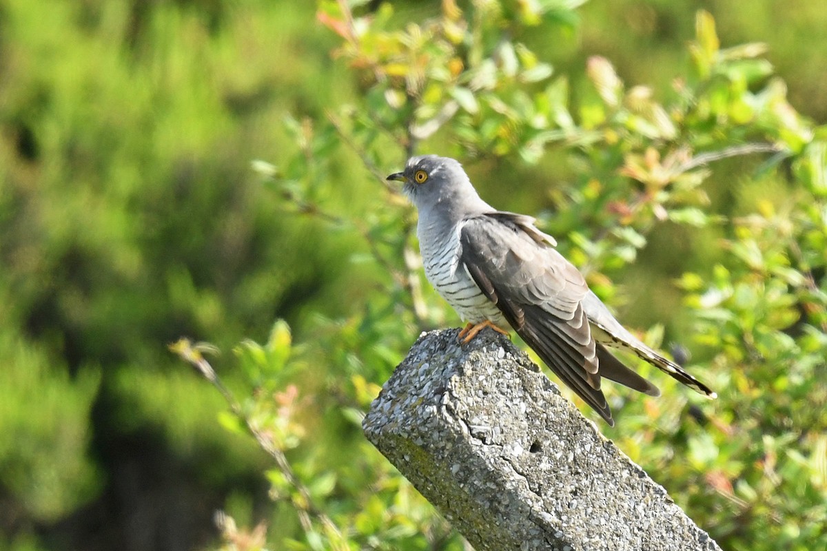 Common Cuckoo - Murat Kocas