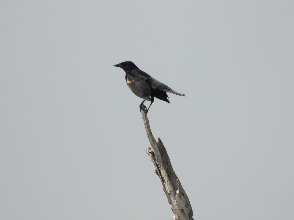 Red-winged Blackbird - Mark Penkower