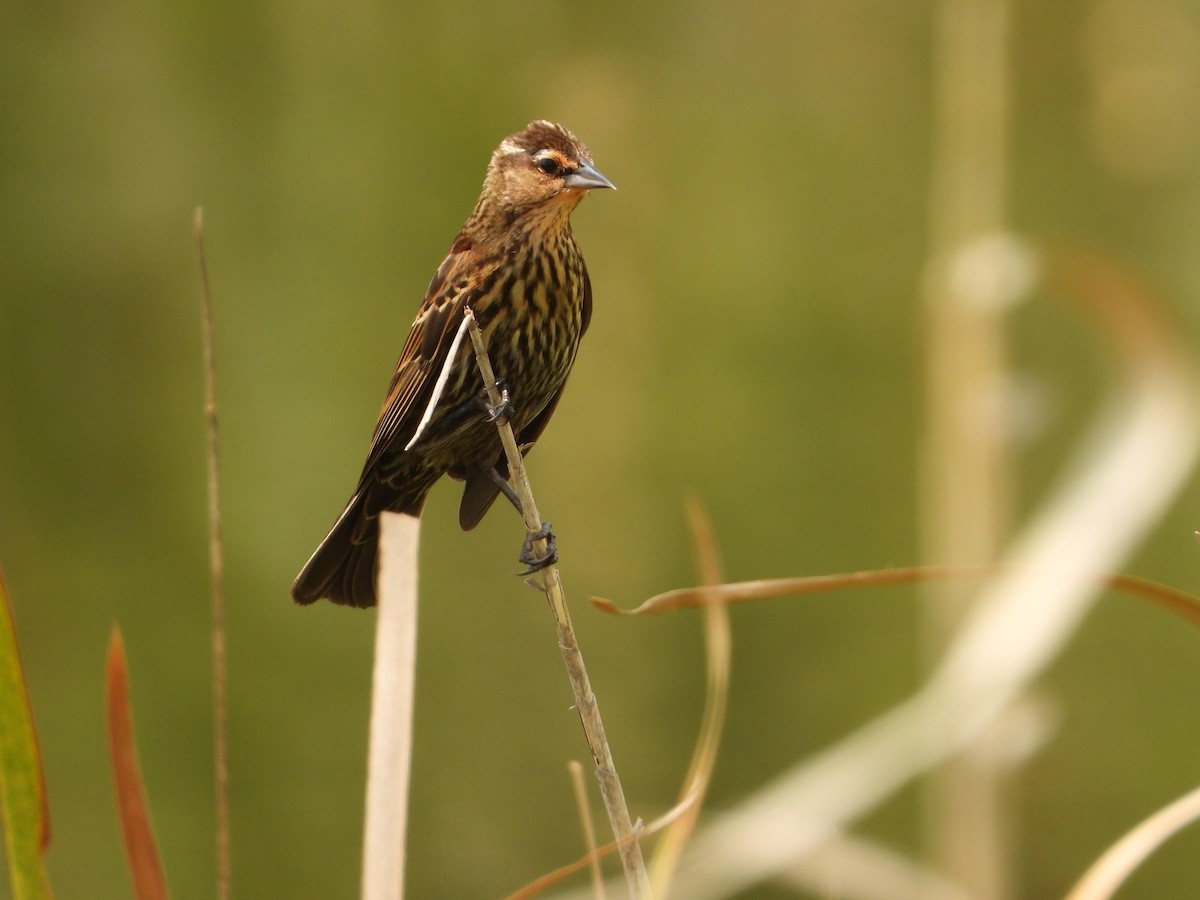 Red-winged Blackbird - Mark Penkower