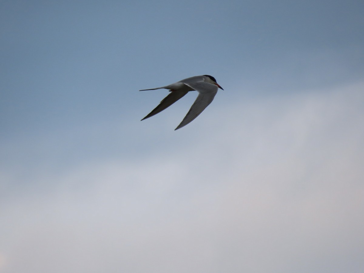 Forster's Tern - ML618904554