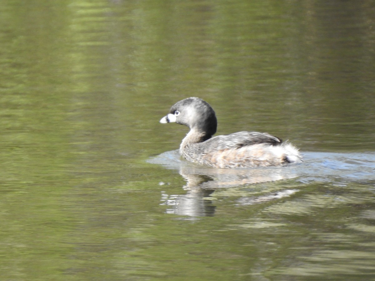 Pied-billed Grebe - Victoria Vosburg