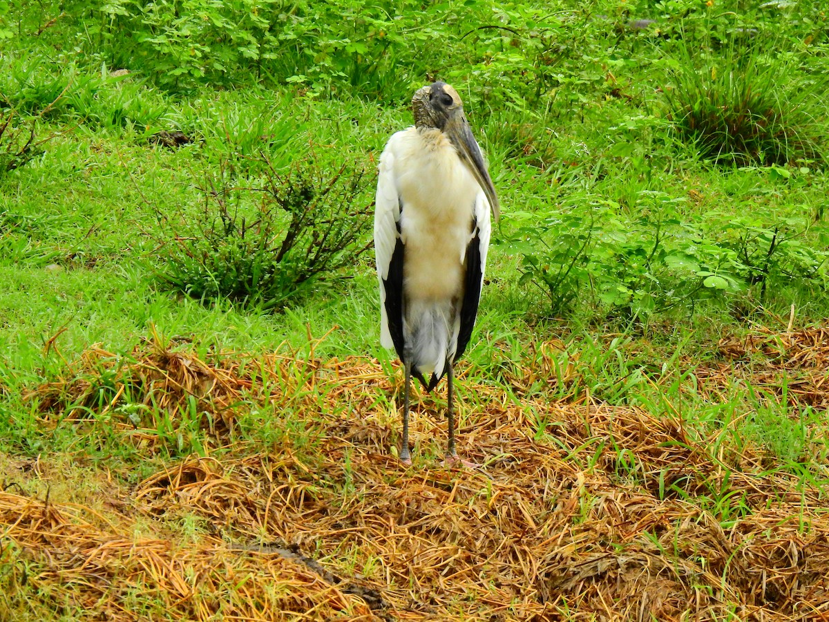 Wood Stork - Edwin Munera